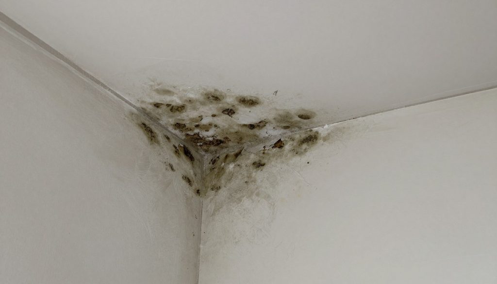 Feuchtigkeitsschaden an Altbau-Wand durch falsche Sanierung in Oldenburg