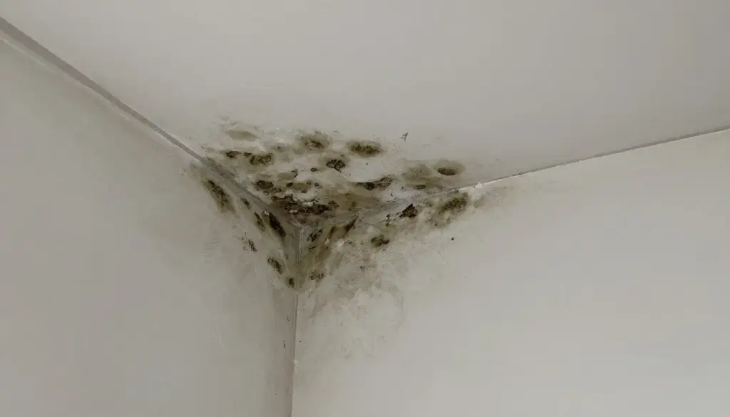Feuchtigkeitsschaden an Altbau-Wand durch falsche Sanierung in Oldenburg